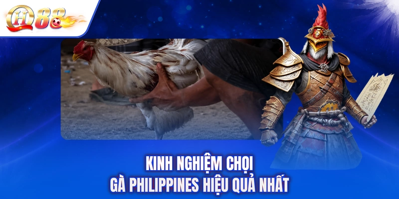 Kinh nghiệm chọi gà Philippines hiệu quả nhất
